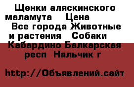 Щенки аляскинского маламута  › Цена ­ 15 000 - Все города Животные и растения » Собаки   . Кабардино-Балкарская респ.,Нальчик г.